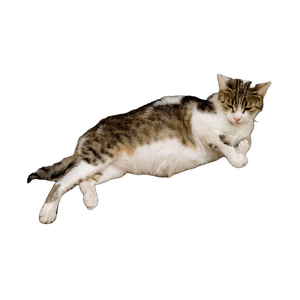 A Relaxed Domestic Cat With Striped Fur Lounging Against A Stone Wall Outdoors. 16029 - Cat PNG image with transparent background